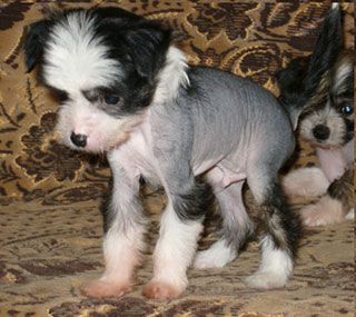 Sapfir iz Tsarskogo Sela Zhan Bast 