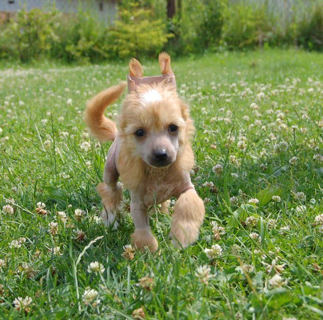 Zholesk Ivory Trinket