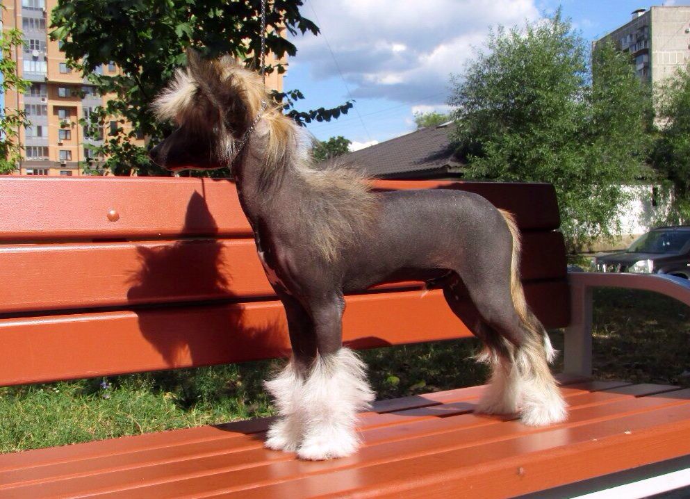 Star Beauty Dobriy Son