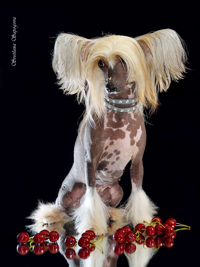 Valensija Viva Victoria