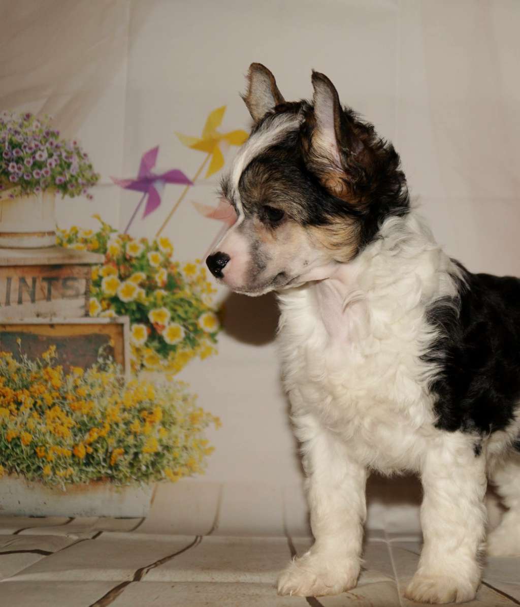 Chichiripa Conquerer Of Hearts