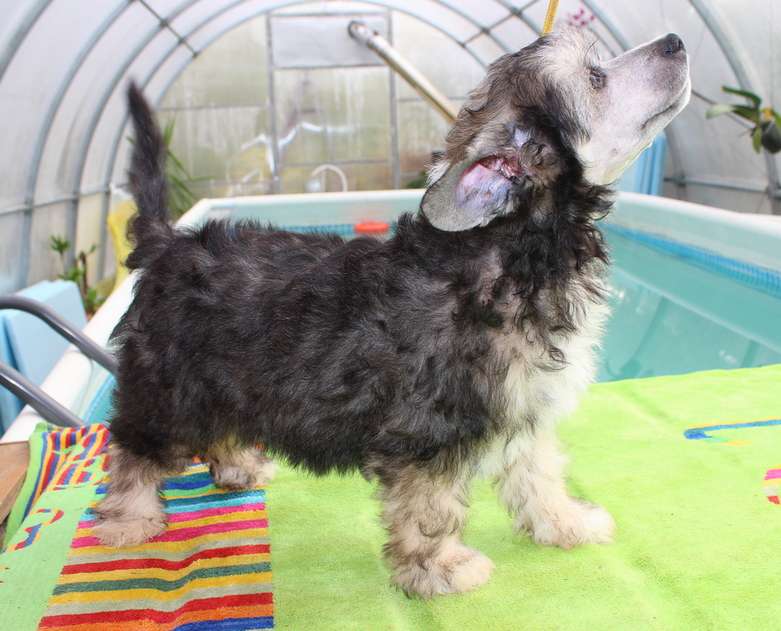 Angel O Check Dallas