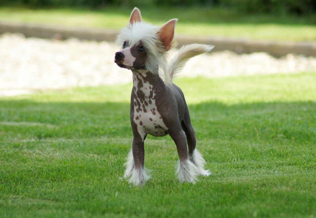 Elixir  King of Diamonds