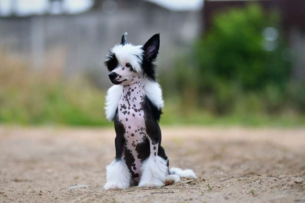 Jazzy Tuxedo Winning Smile