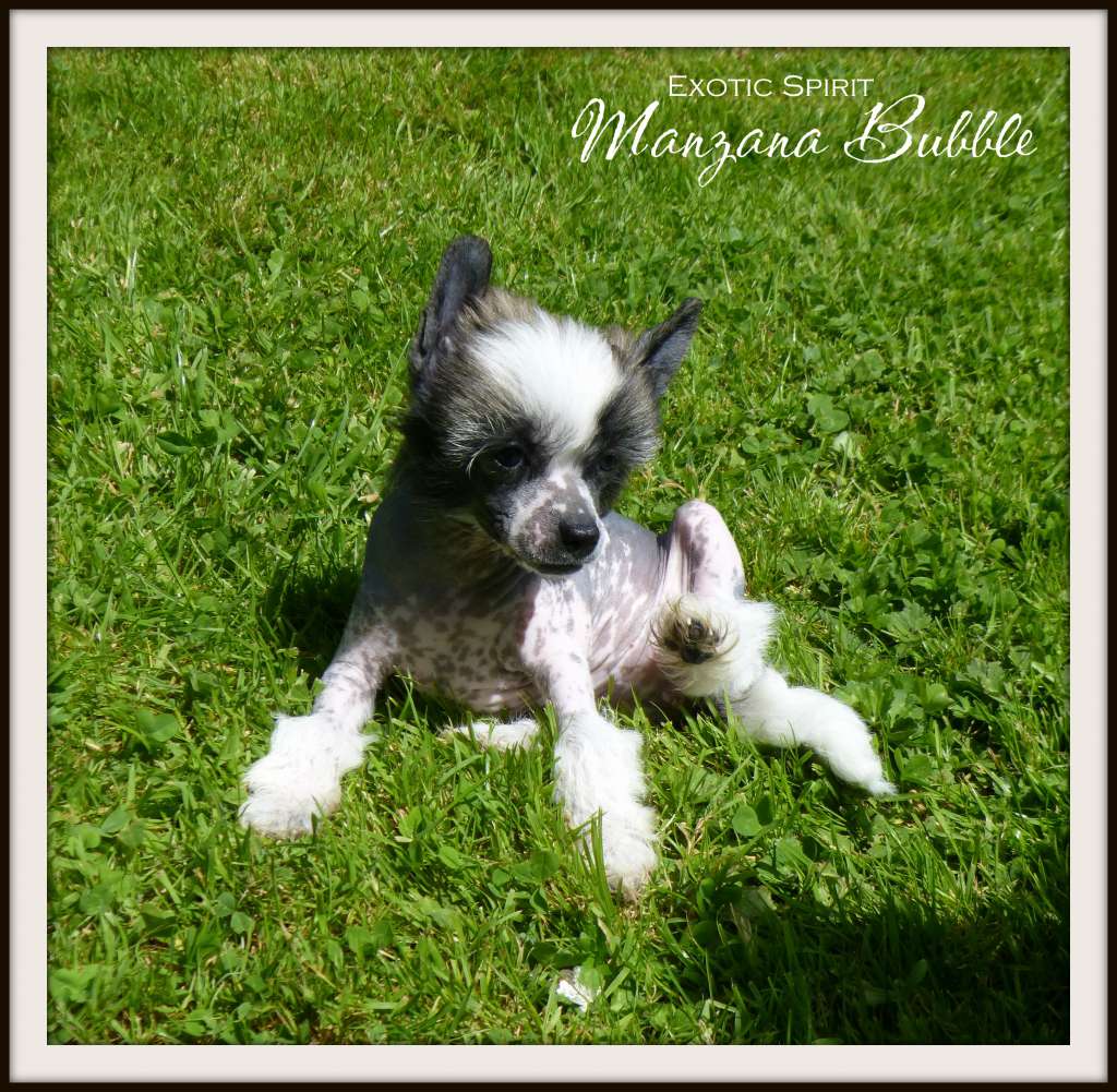 Exotic Spirit Manzana Bubble