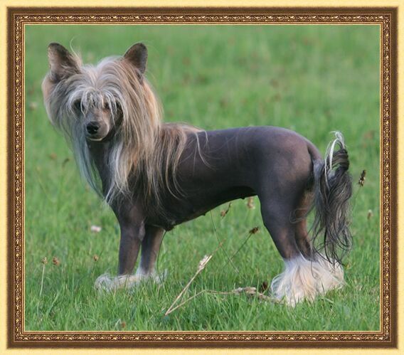 Camon baby de almamasan