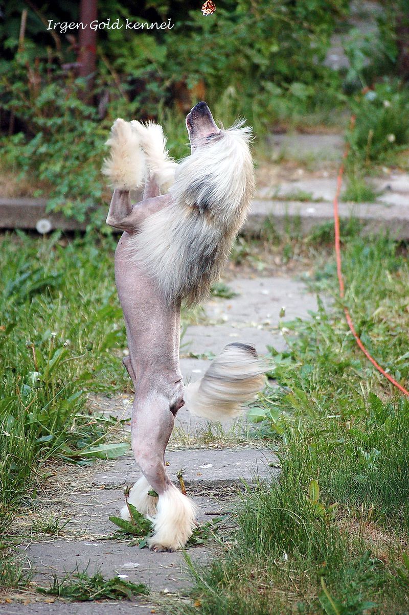 Irgen Gold Petr Pervij