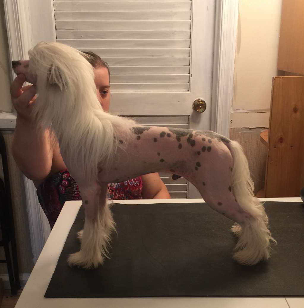 FaeryDreamer's Thriller