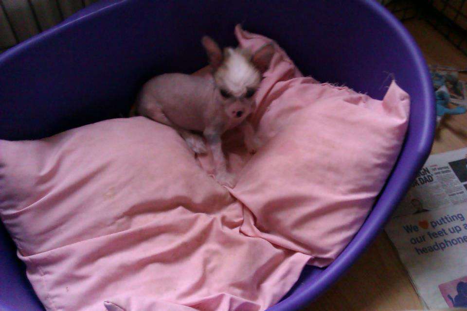 Salmoncrest Starlight