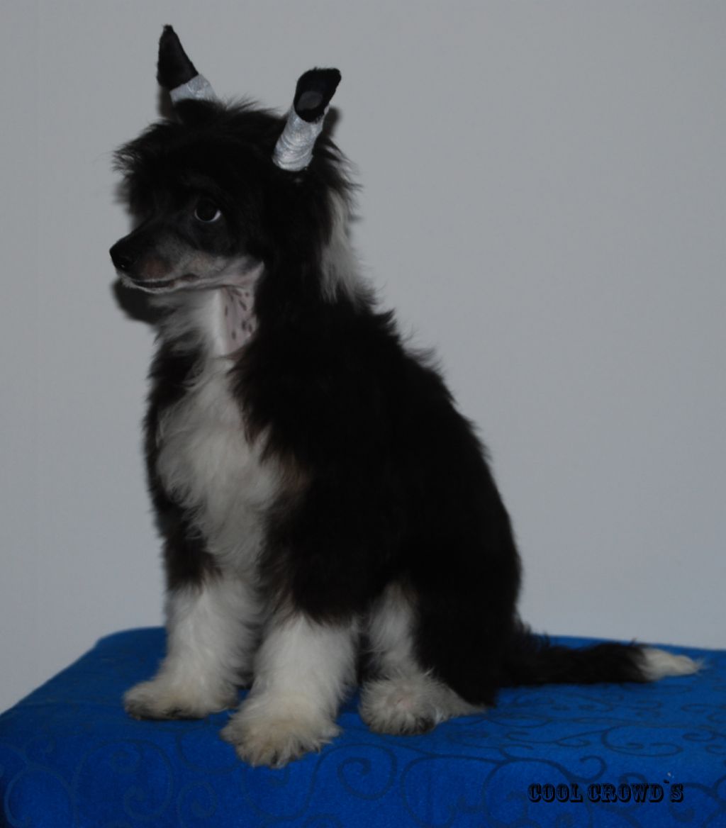 Absolute Souls It's A Kind Of Magic