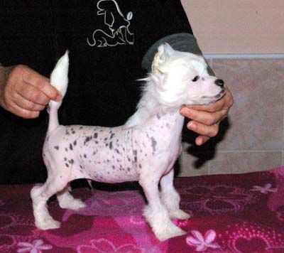 Oriental Jokes Dancing Floor