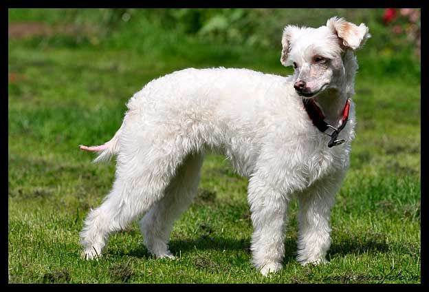 Dogs of Dark Mamma Mia