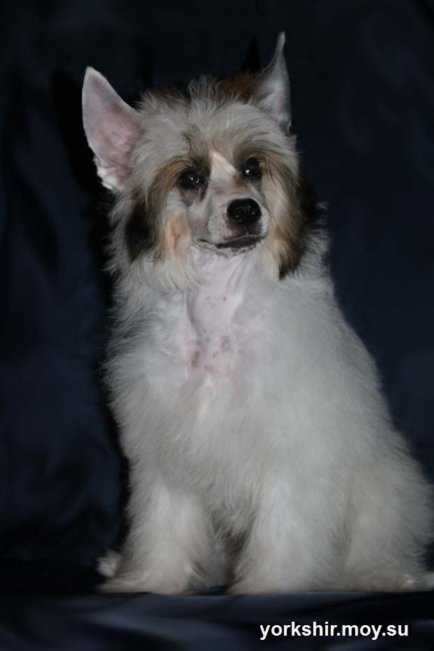 Sultan povelitel' Persii