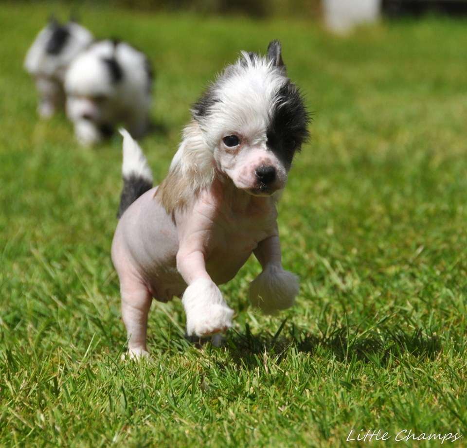 Pan American Little Champs