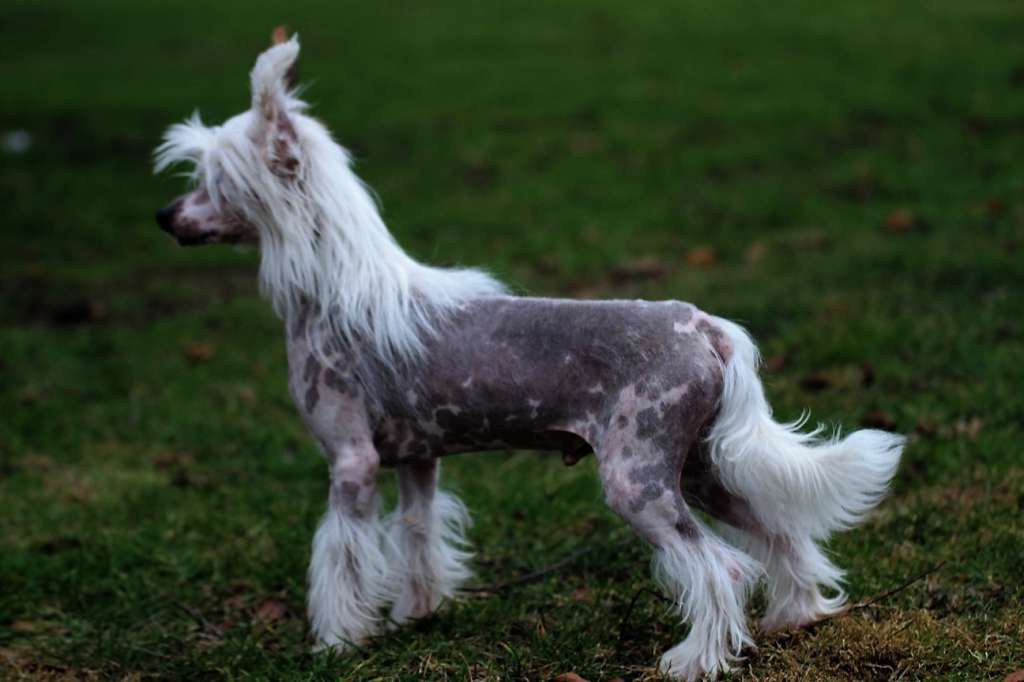 Be My Dog's Quick Star