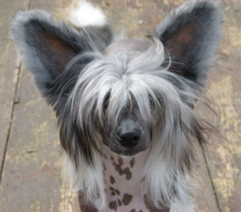 Eminence Front N'Co.