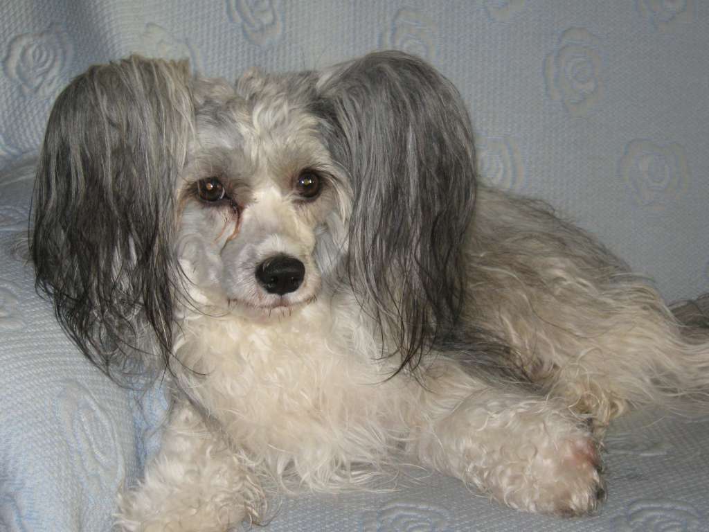 Royalette's Dinah-mite Girl