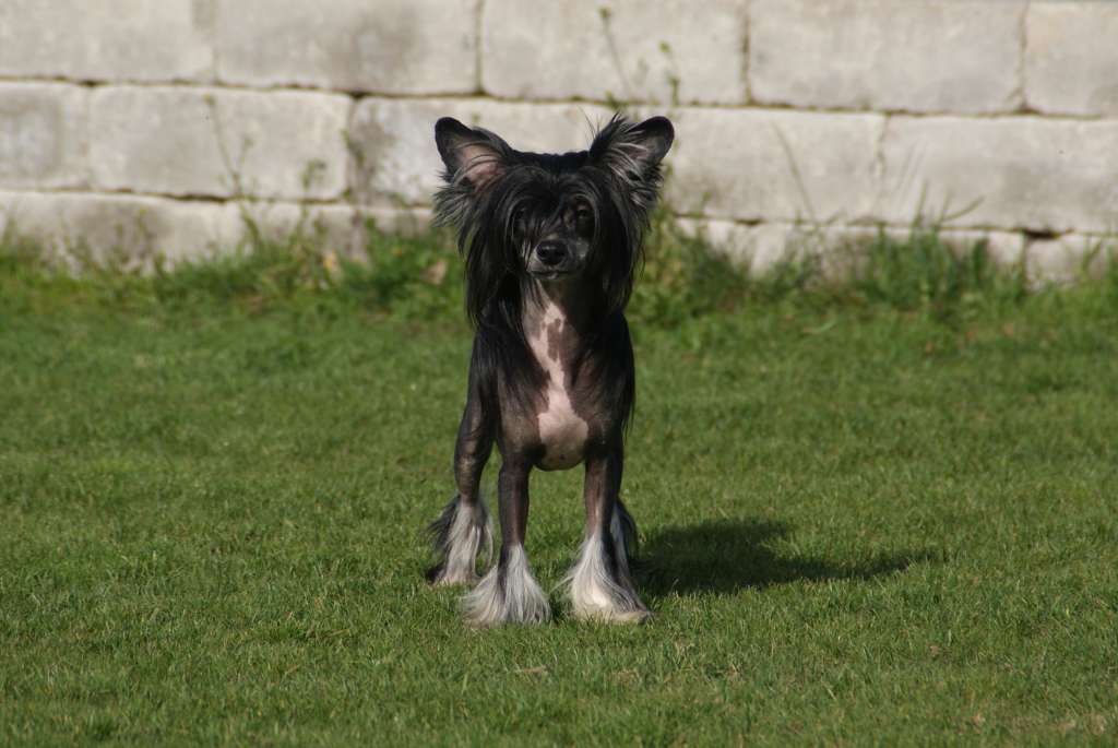 Smedbys Birdie Nam Nam