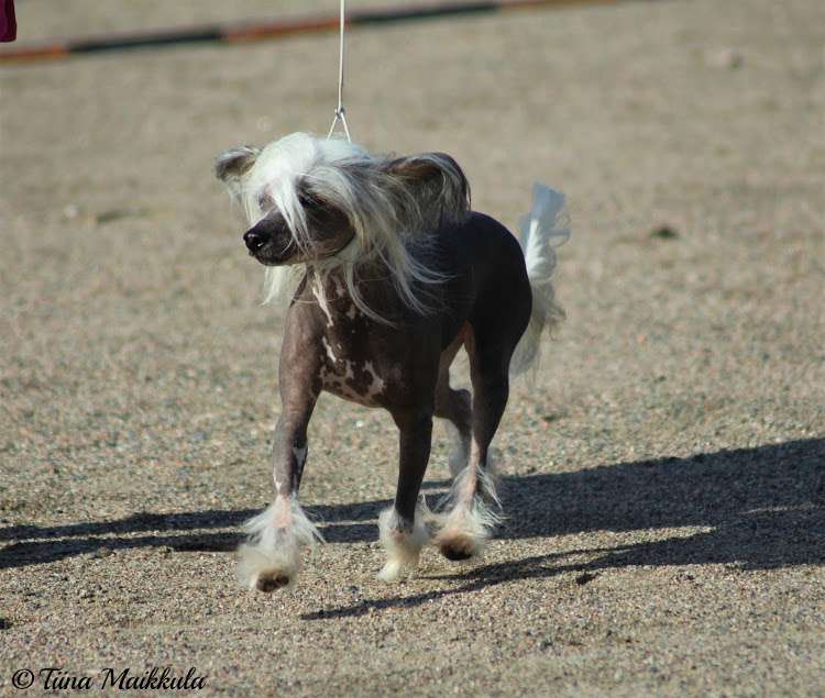 Viuvaun Wannabe Valanyan