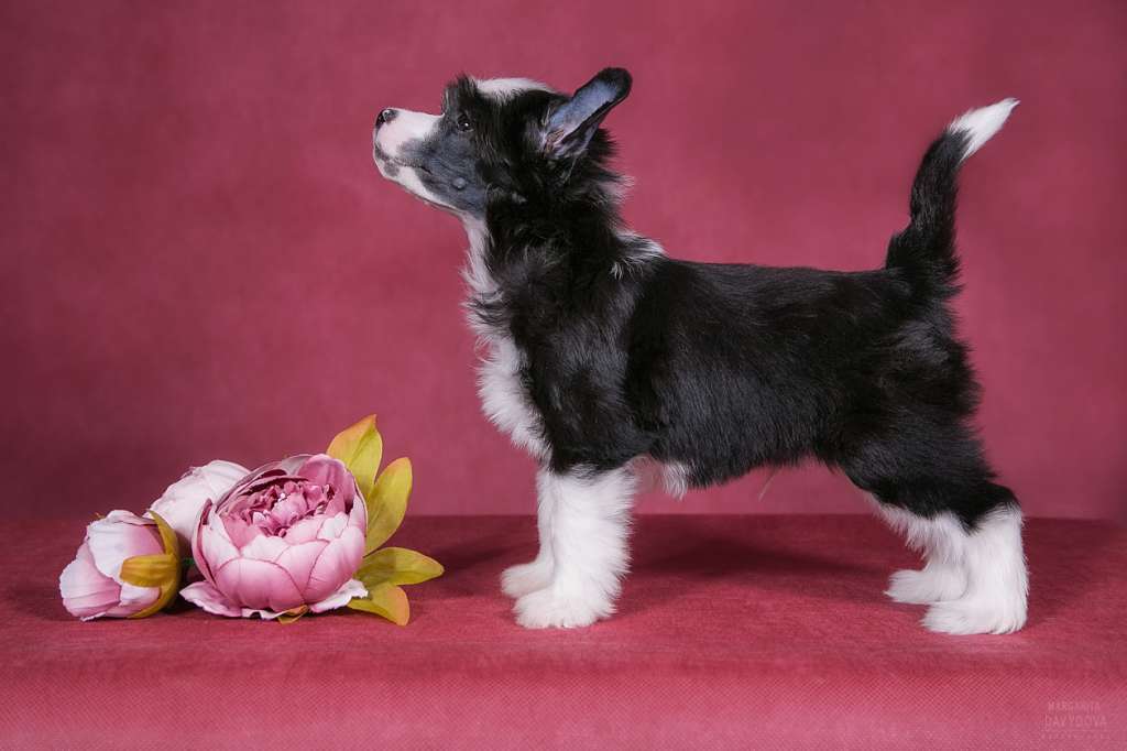 Fiery Fame Tribute to Fashion