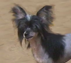 Spiritual Black is Back