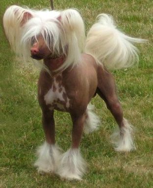 Crazy Diamond Magic Bobo