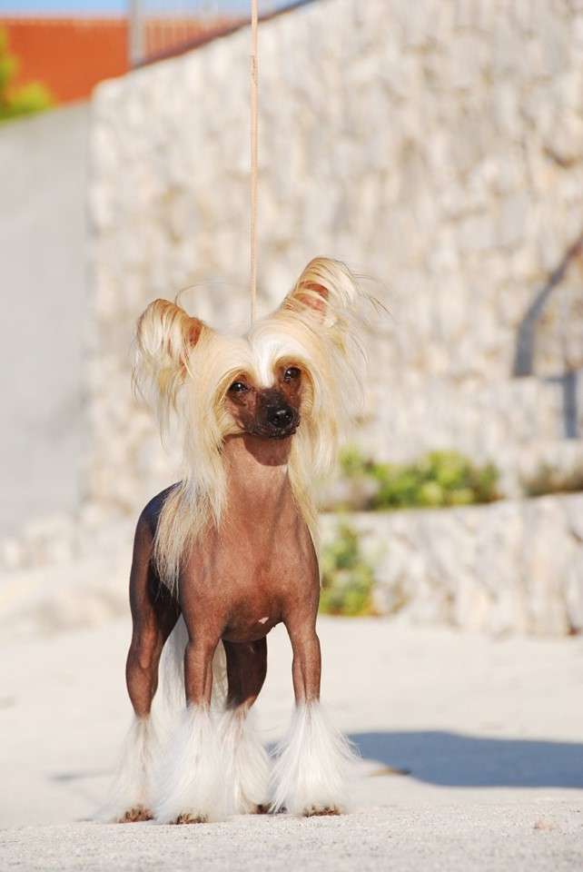 Brzoskwinka Nasza Sfora