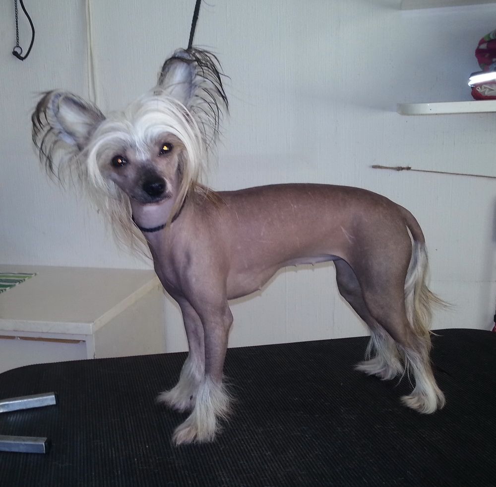 Paradis Blyte's Ronja