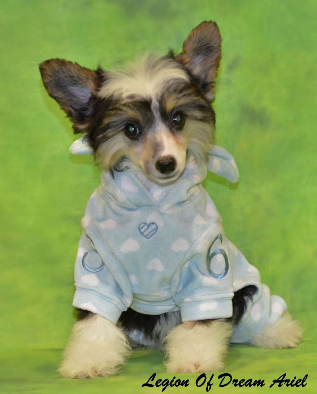 Legion Of Dream Ariel