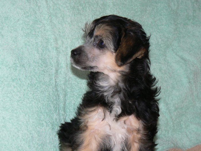 Frutti Plysovy pritel