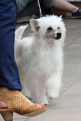 Quincy von Shinbashi