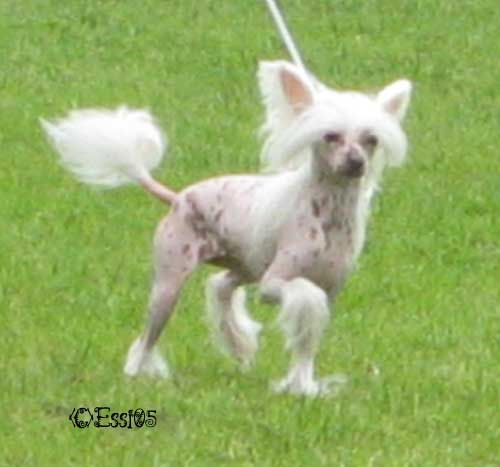 Royalgift Share Star