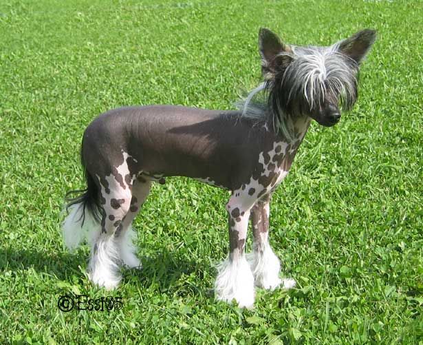 Chattanooga's Wish Me Luck