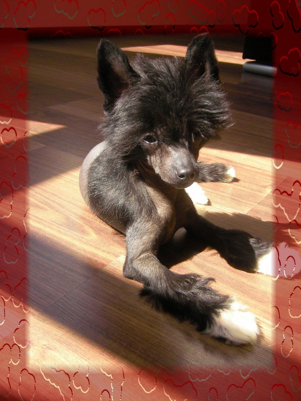 Alma King of Diamonds