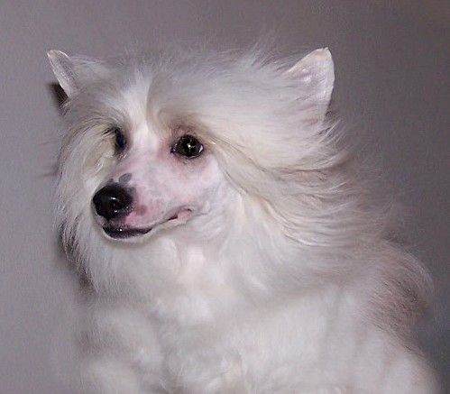 Huricane White Eve-Bler