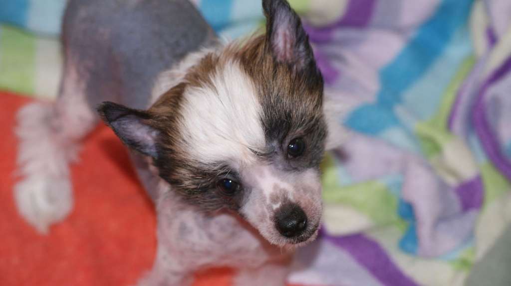 Beyesa's Sunshine Of Aruba