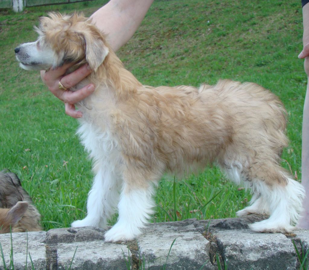 Kristal Yaniry   Matis