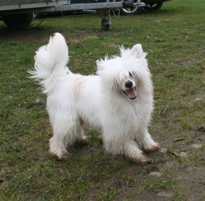 Be My Dog's Holy Cocaine