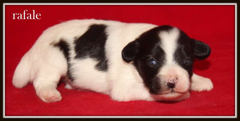 Rafale du Pavé de Varennes