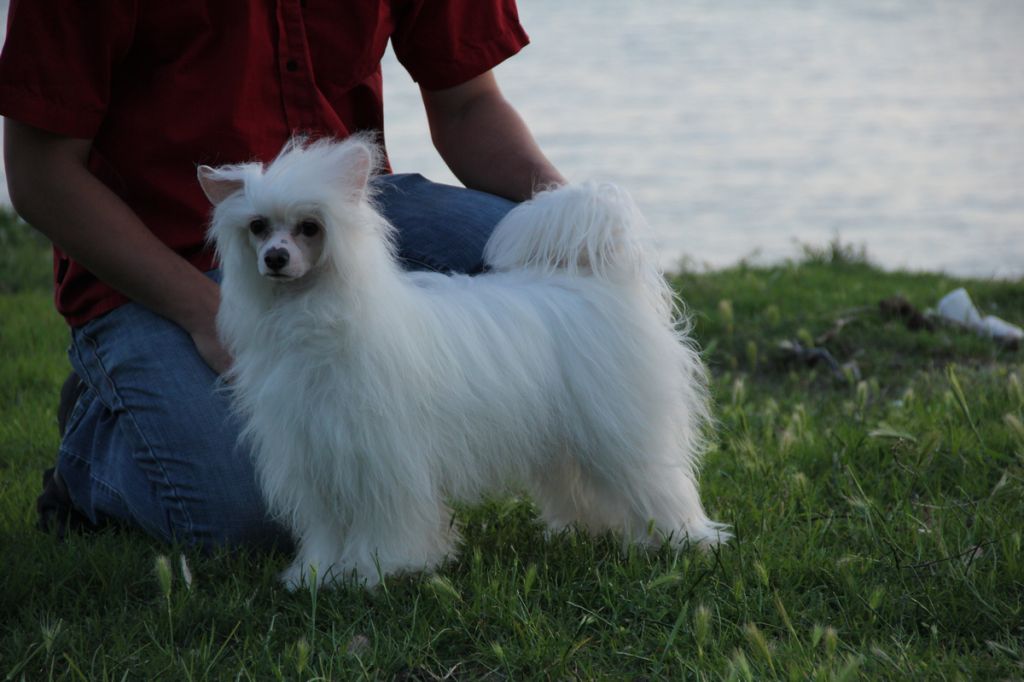 Donatello La compagnie d'les amies