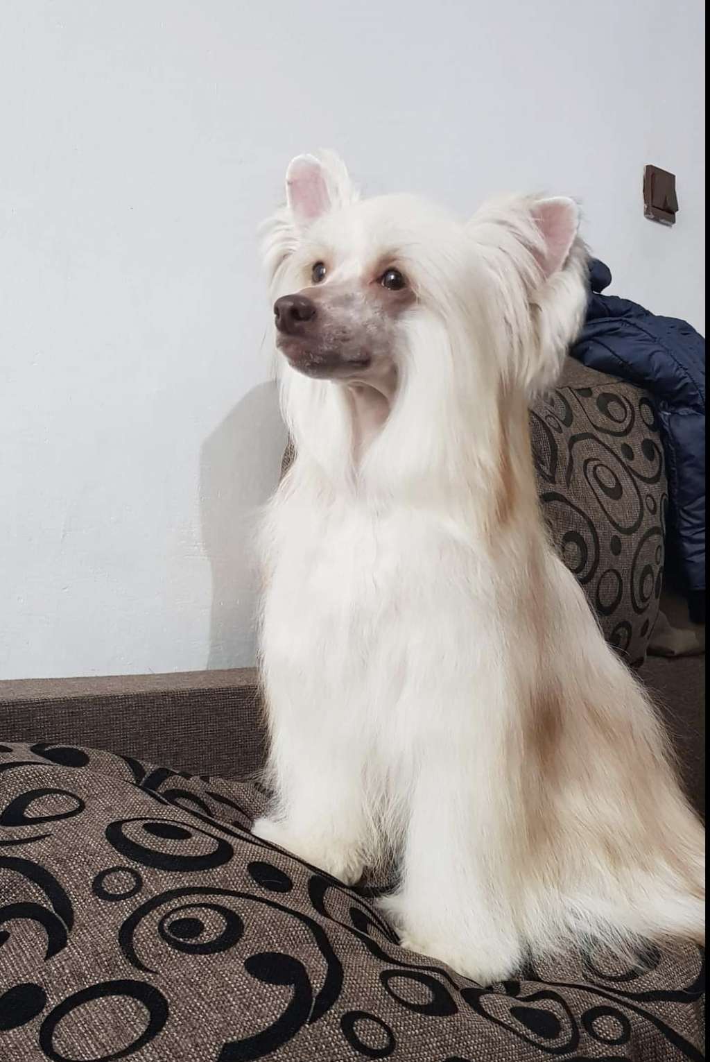 B - Sweet Chocolate Dream Of Coffee Fci