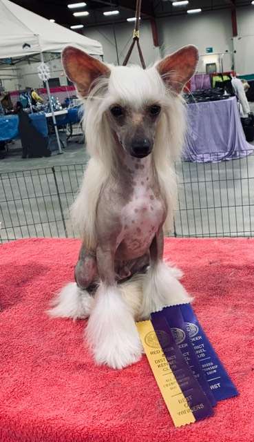 Sol'tanto Zaffiro Stellato