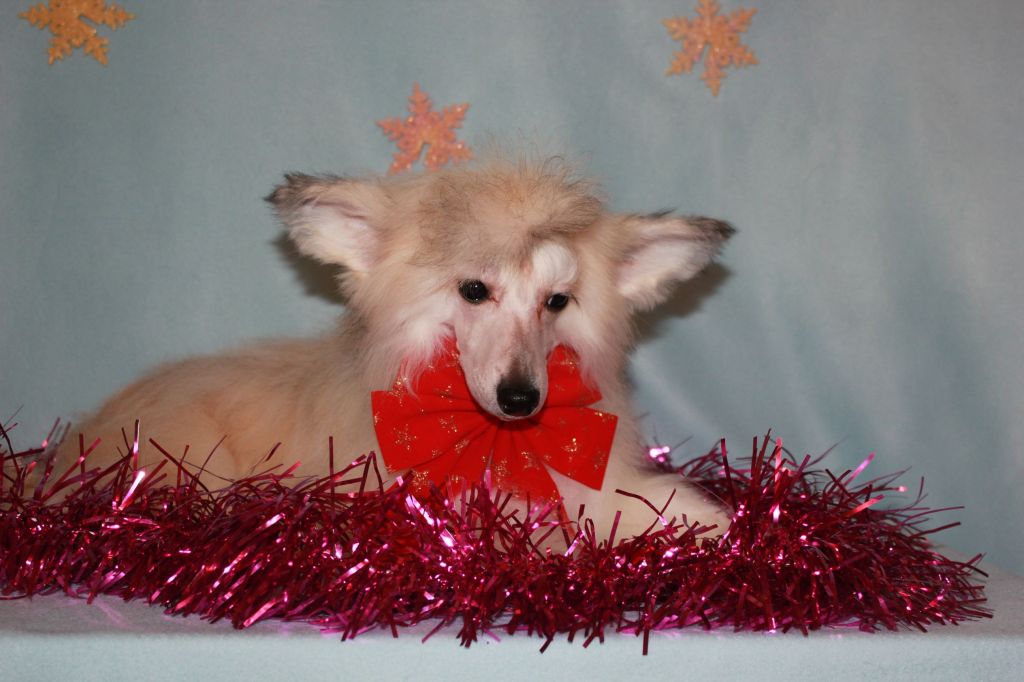 Gallurius  Zip  Golden  Arrow