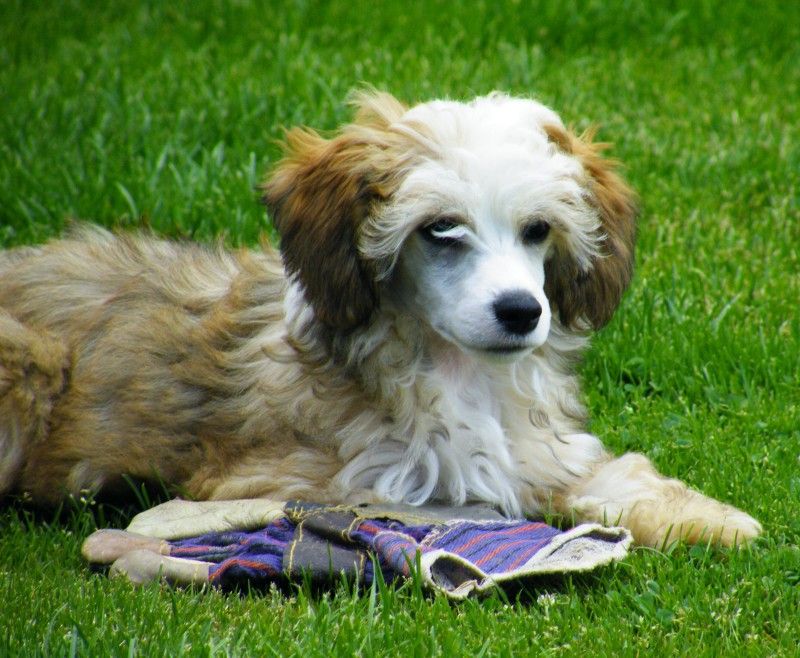 Magic Moon Dance  Garden Roses
