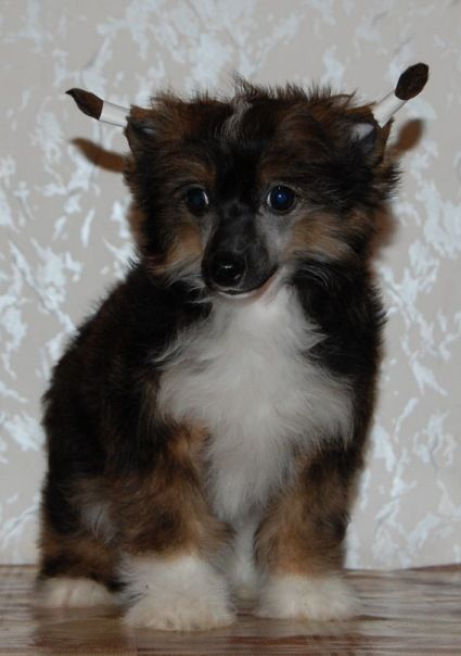 Gidaori Gift of the Universe