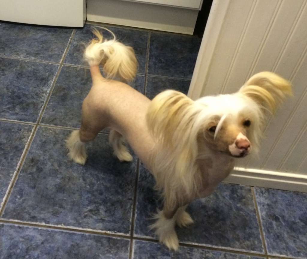 Myglee's Some Like it Hot at Danrobien