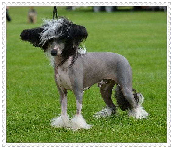 Koynaur's Globetrotter