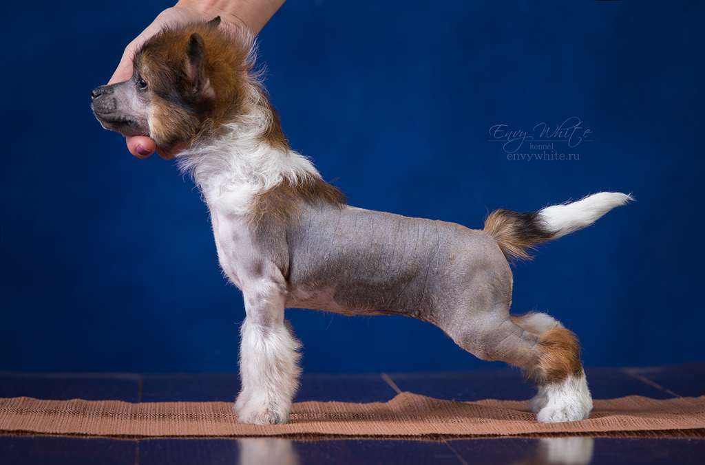 Envy White Victorious Milady