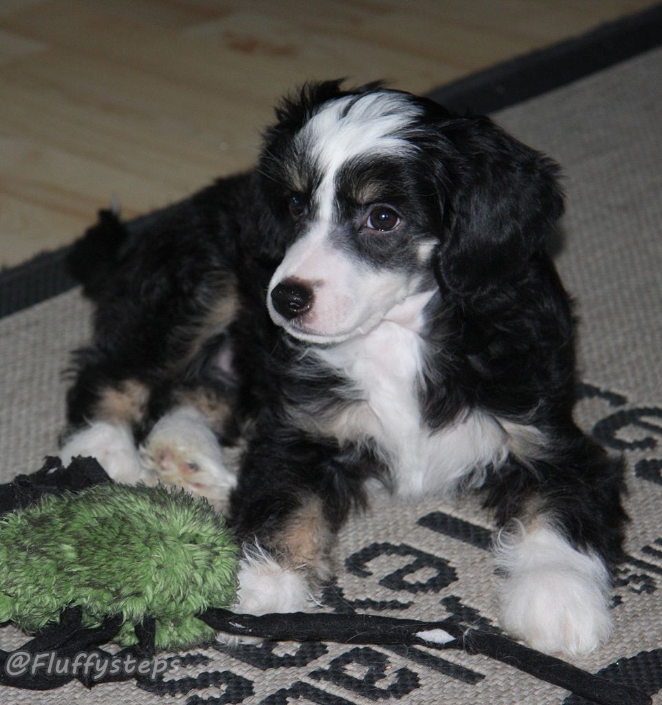 Fluffysteps Harlem Shake