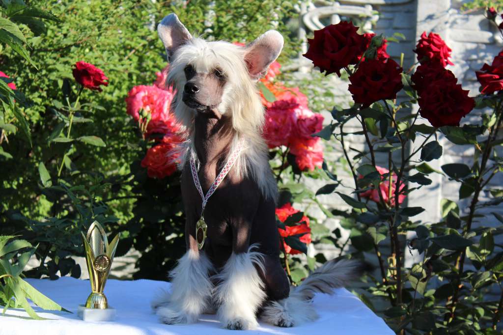 Mr. Beckham Il senso della mia vita